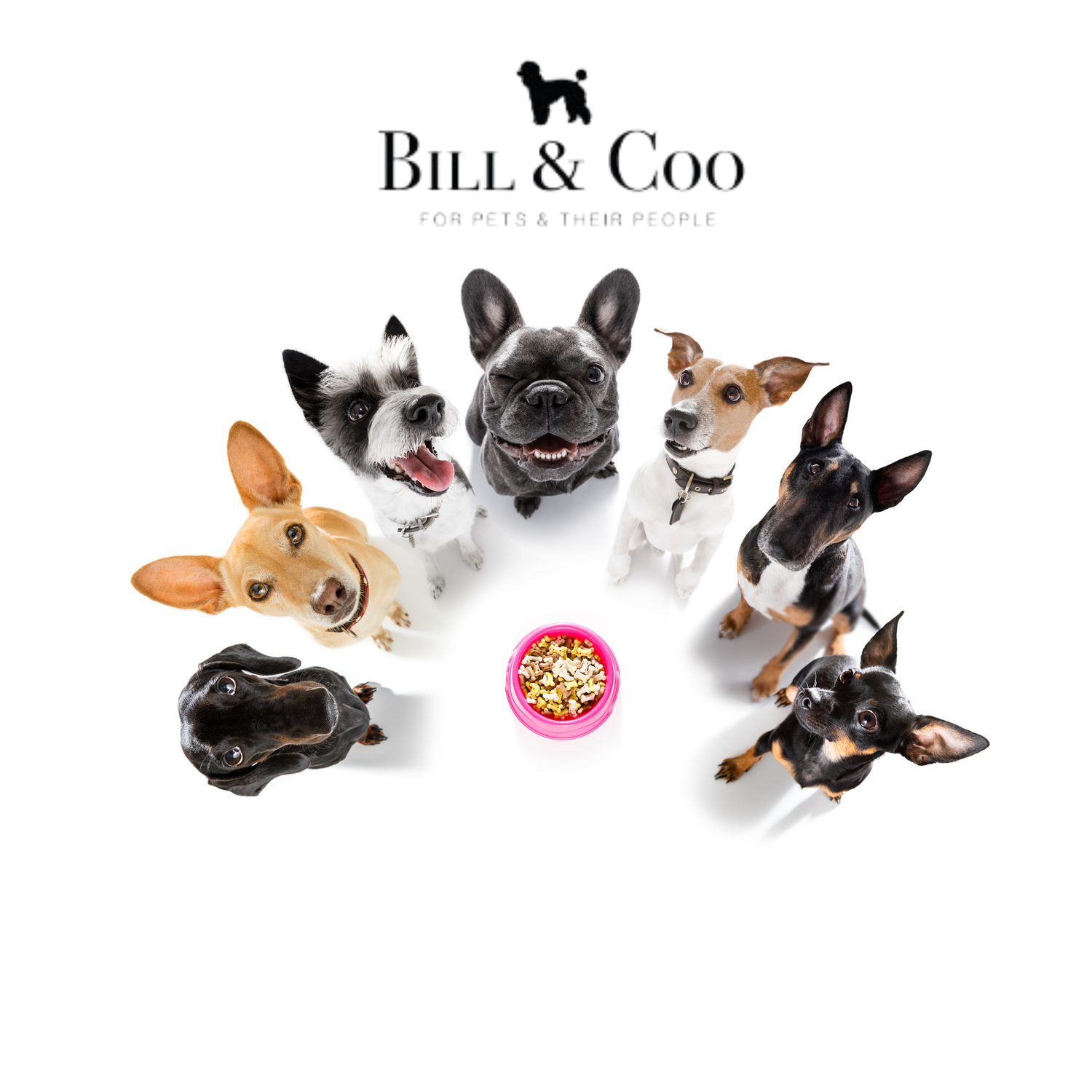 BILL &amp; COO Coato